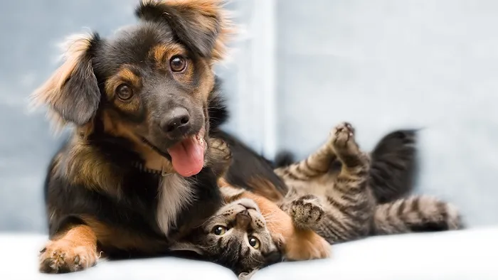 Tuckahoe Animal Hospital & Pet Center 12