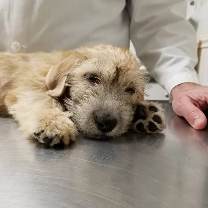 Tuckahoe Animal Hospital & Pet Center 12