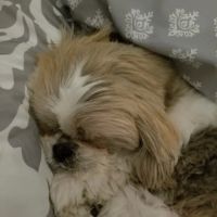 Tuckahoe Animal Hospital & Pet Center ico
