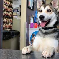 County Animal Clinic ico