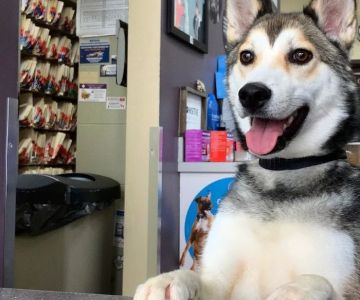 County Animal Clinic