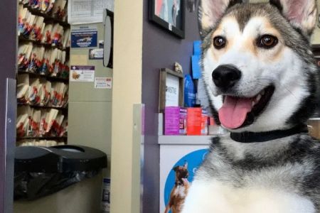County Animal Clinic