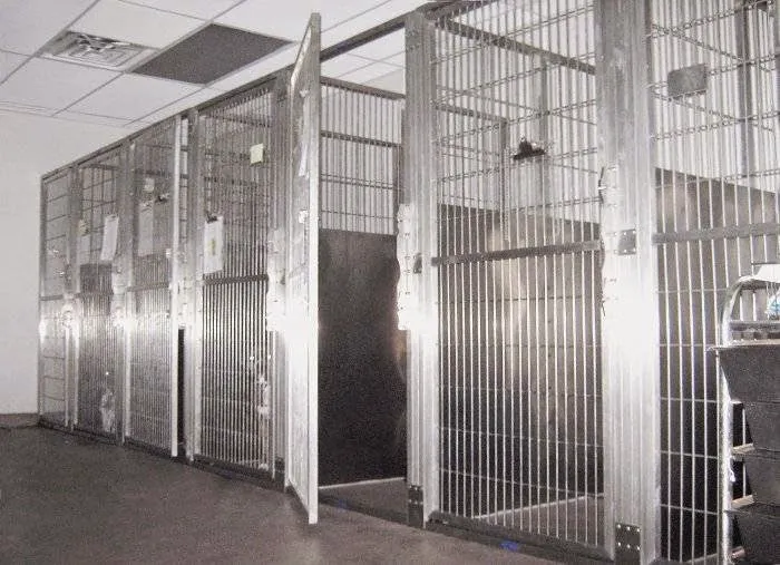 County Animal Clinic 12