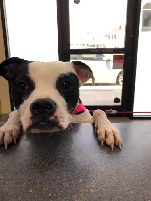 County Animal Clinic 12