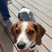 Larchmont Animal Hospital ico