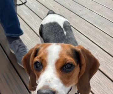 Larchmont Animal Hospital