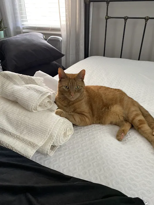 Larchmont Animal Hospital 12