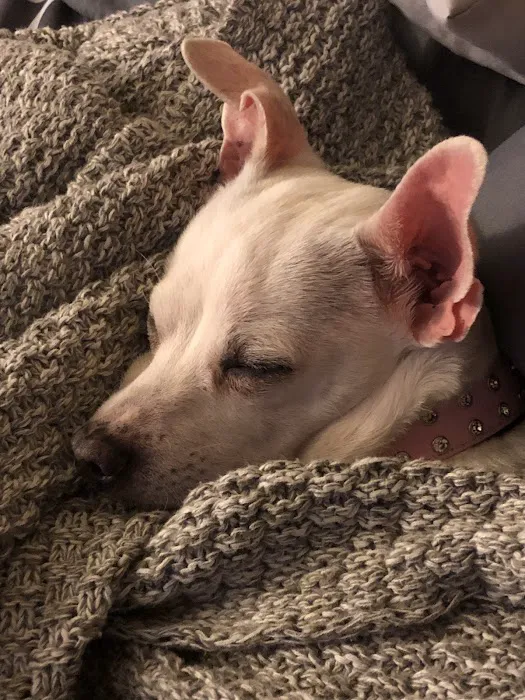 Larchmont Animal Hospital 12