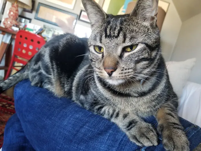 Larchmont Animal Hospital 12