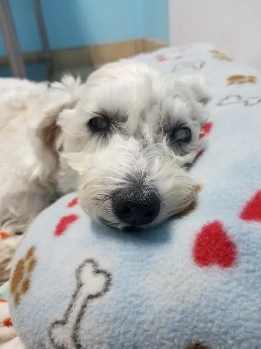 Village Animal Hospital 12