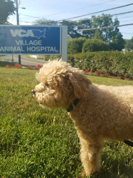 Village Animal Hospital 12