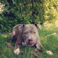 Village Animal Hospital ico