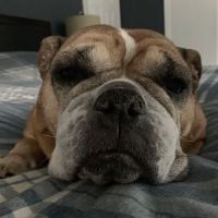 Mamaroneck Veterinary Hospital ico