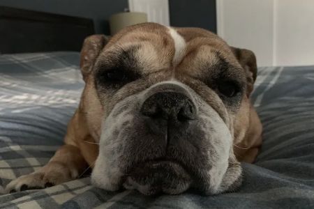 Mamaroneck Veterinary Hospital