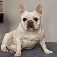 Heart of Harlem Veterinary Clinic ico