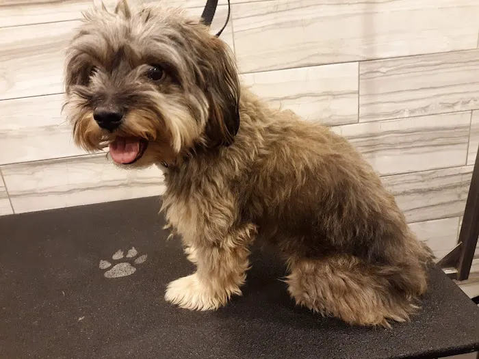 Heart of Harlem Veterinary Clinic 6