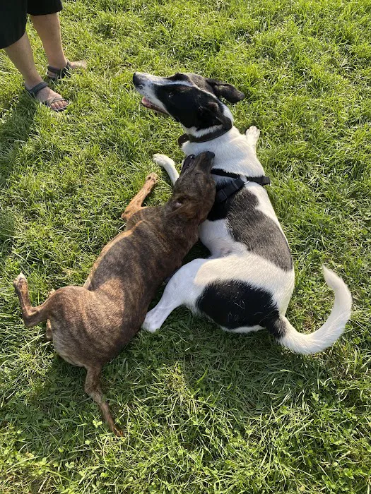 Oliver's Dog & Cat Clinic 6