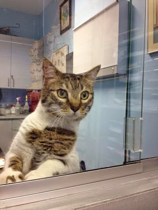Oliver's Dog & Cat Clinic 9