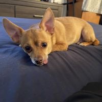 Oliver's Dog & Cat Clinic ico