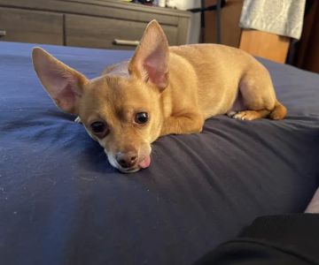 Oliver's Dog & Cat Clinic