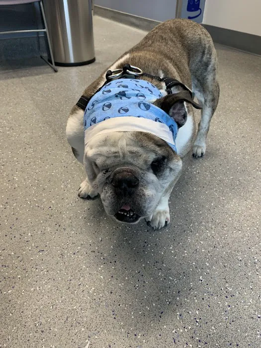 Oliver's Dog & Cat Clinic 5