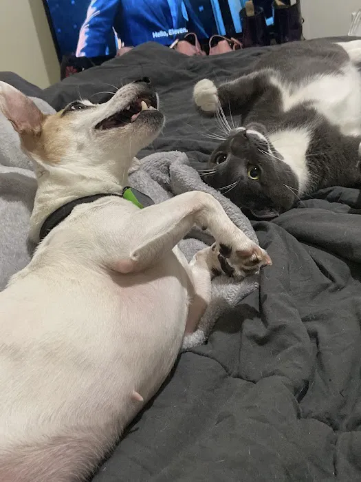 Harlem Animal Hospital 4