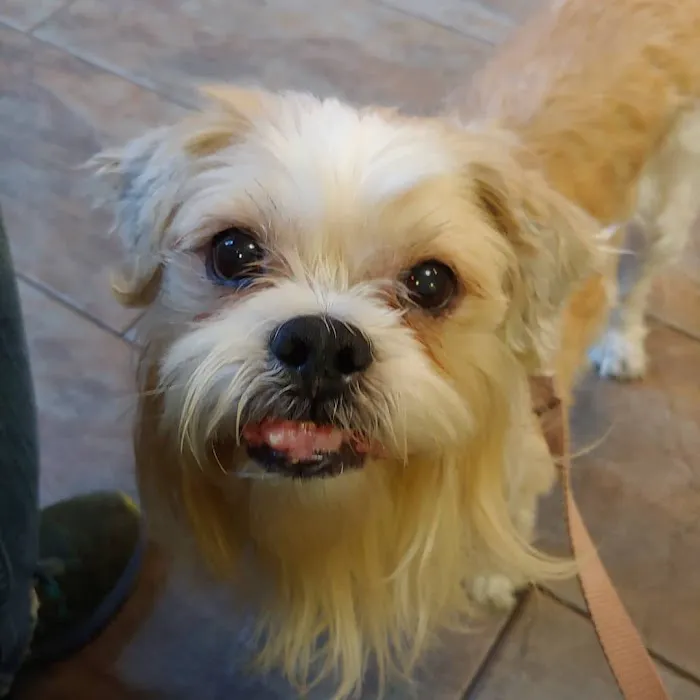 Harlem Animal Hospital 3