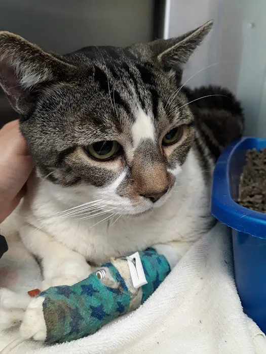 Harlem Animal Hospital 8