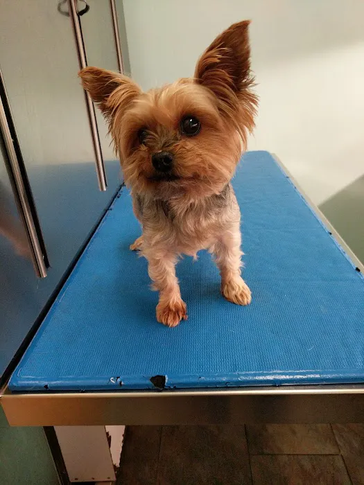Harlem Animal Hospital 6