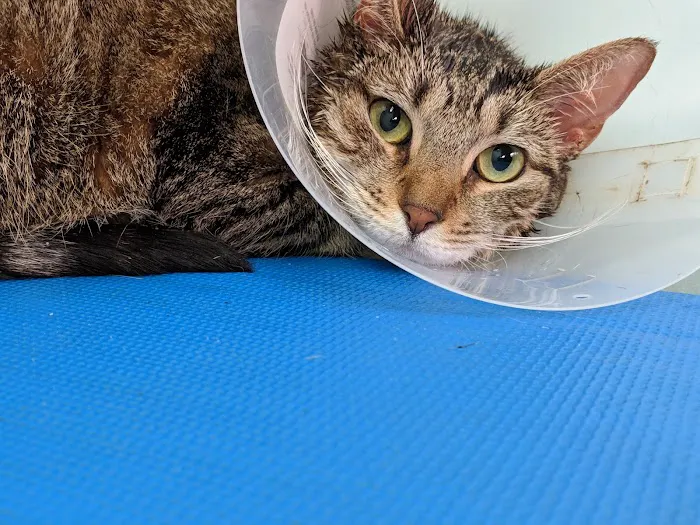 Harlem Animal Hospital 5