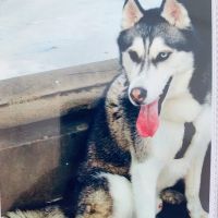 Animal Paradise Hospital ico