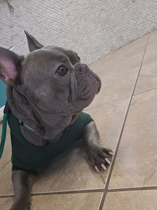 Animal Paradise Hospital 12
