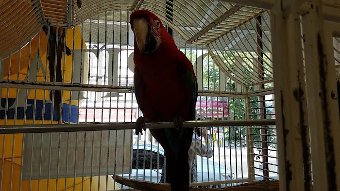 Animal Paradise Hospital 12