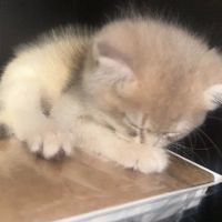 British Short hair cattery nyc ico