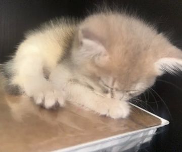 British Short hair cattery nyc