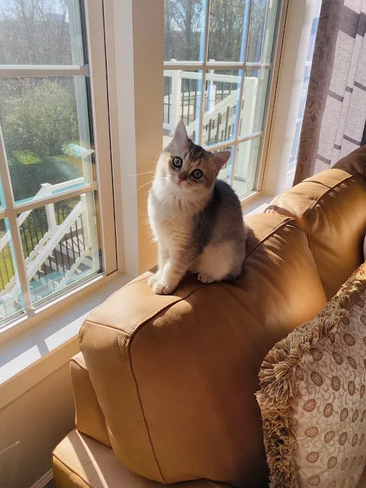 British Short hair cattery nyc 8
