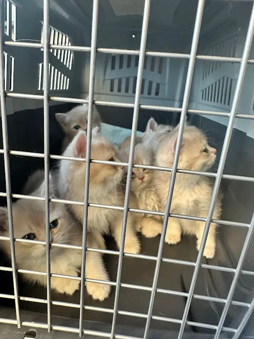British Short hair cattery nyc 5