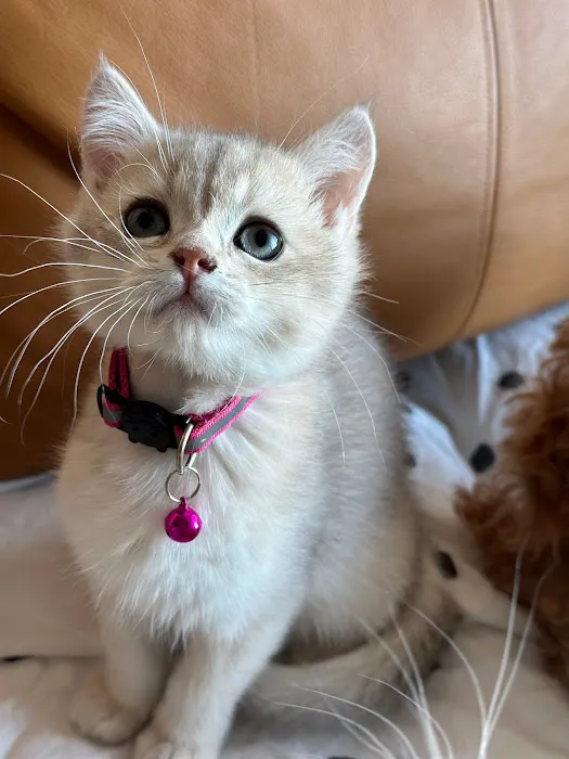British Short hair cattery nyc 7