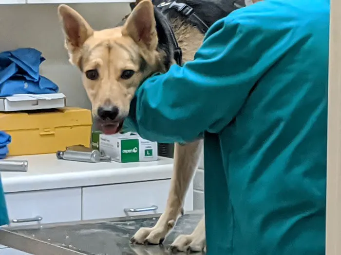 Merry Forest Animal Hospital 1