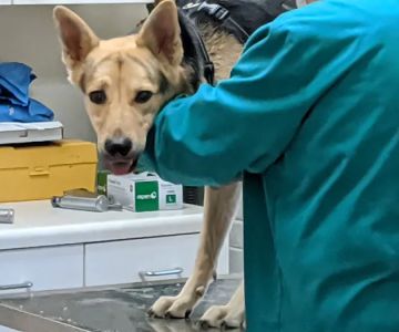 Merry Forest Animal Hospital