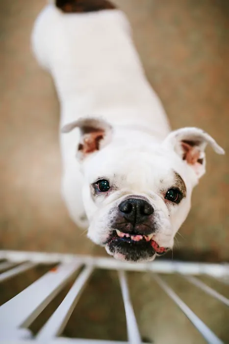 Fletcher Animal Hospital 6