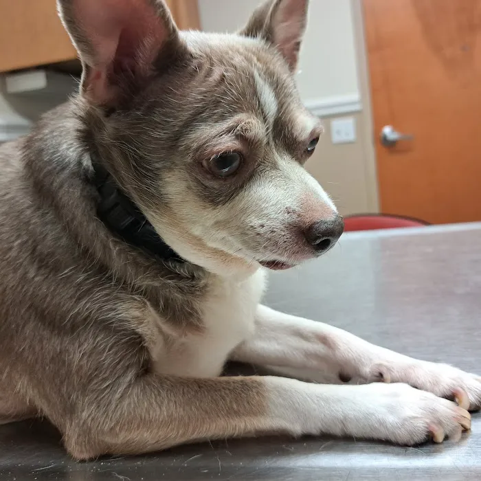 Fletcher Animal Hospital 4