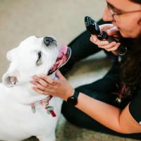 Fletcher Animal Hospital ico