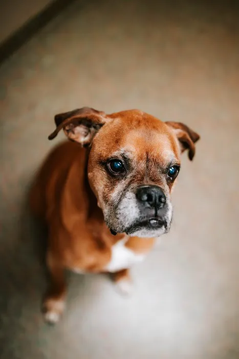 Fletcher Animal Hospital 8