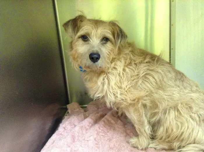 Health Care For Pets Hospital 10