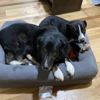 Health Care For Pets Hospital ico