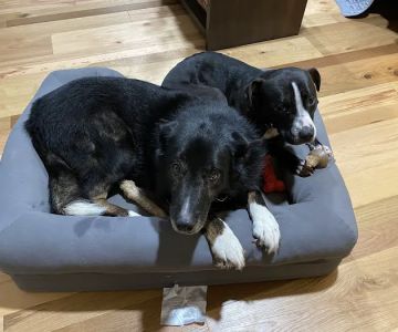 Health Care For Pets Hospital