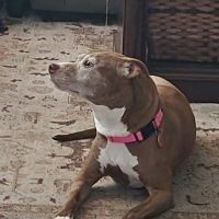 Vista Falls Veterinary Hospital ico