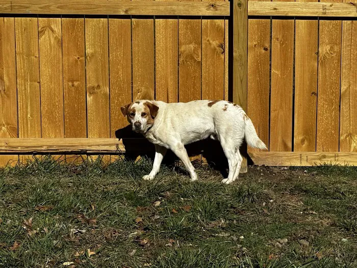 Blue Ridge Animal Hospital Inc 10