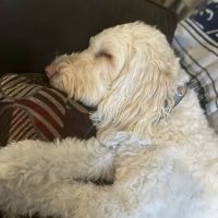 Blue Ridge Animal Hospital Inc ico
